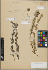 Foto von Salix repens subsp. incubacea (L.) A. Neumann
